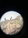 Pinguïns op de rots