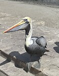 Pelikaan