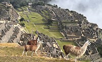 Machu Picchu 😍