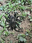 Tarantula
