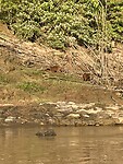 Capibara’s