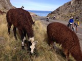 Tussen de lama\'s