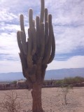 Cactussen