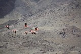 Flamingos in de lucht