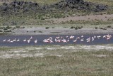 Flamingos