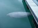 Manatee is zijn naam