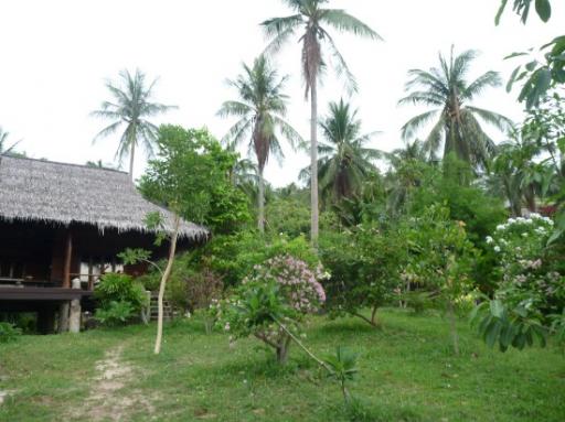 Natuur van Ko Tao