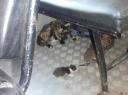Poes met jong in de bus