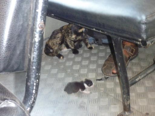 Poes met jong in de bus