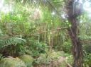 Cross island walk, "jungle"