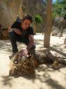 Tiger temple