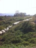 Schapen!