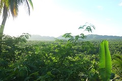 Siargao, palmbomen bos