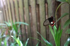 Vlinders in overvloed