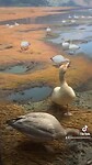 AMNH Dieren