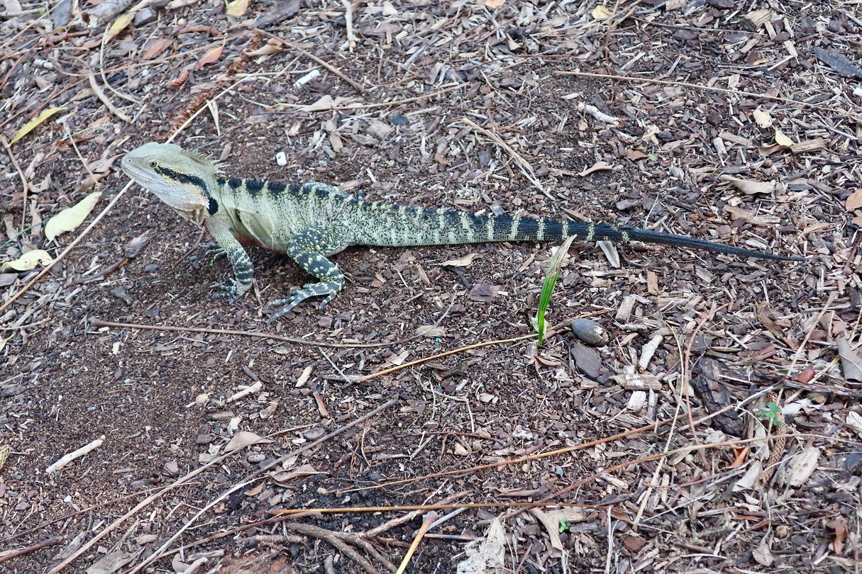 FullSizeRender