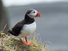 The famous puffin