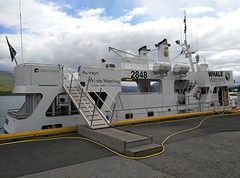 Whale watching boat Akureyri