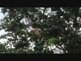 Dutch Monkey