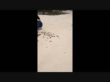 Zeeschildpadjes op weg naar zee