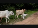 Koeien op de weg