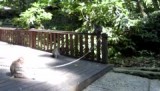 Monkey Forrest