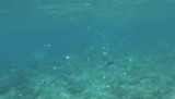 Snorkelen I