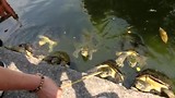 schildpadden voeren.