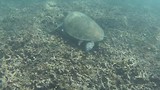 Zeeschildpad, zo mooi !!!!