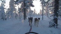 Husky Safari deel 2
