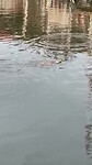 Monitor Lizard: we are interested in Fish, not in Humans!