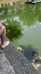 Schildpadden II