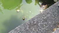 Schildpadden I