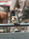 IMG_5228