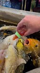 Kooikarpers voeren