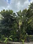 IMG_7118