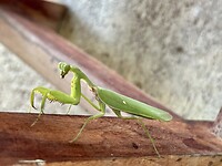 IMG_7655