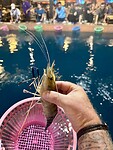 IMG_8520