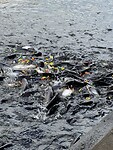 IMG_8742