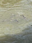 IMG_8668