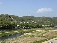 IMG_0236