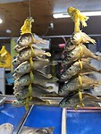 IMG_0348