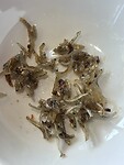 IMG_0396