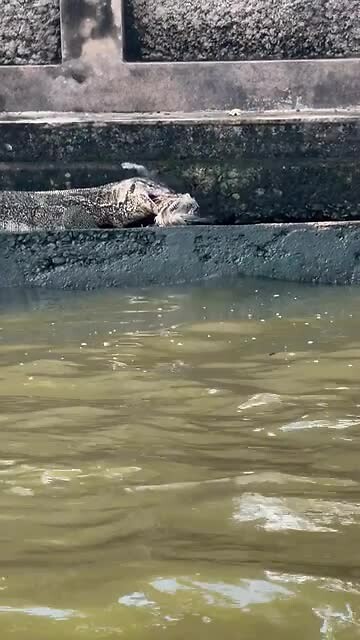 Varaan met Catfish