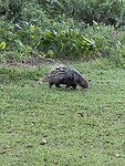 IMG_1071