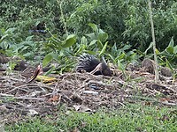 IMG_1060