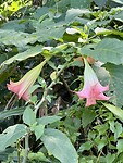 IMG_1195
