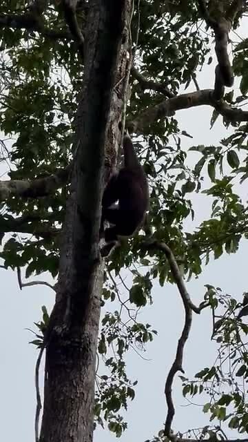 Gibon