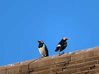 IMG_0889