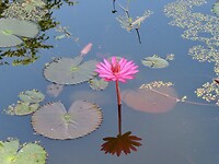 IMG_0881